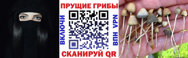 цена   Жуков  Псилоцибиновые грибы Psilocybine cubensis 